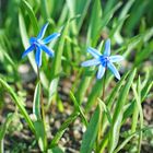 Frühling in blau 