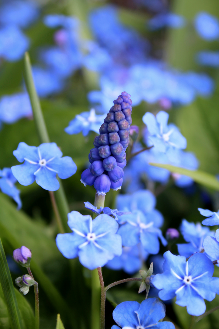 Frühling in Blau