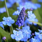 Frühling in Blau
