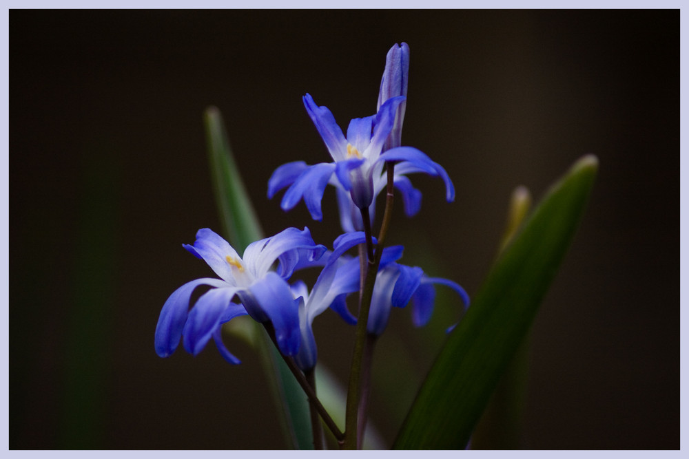 Frühling in blau