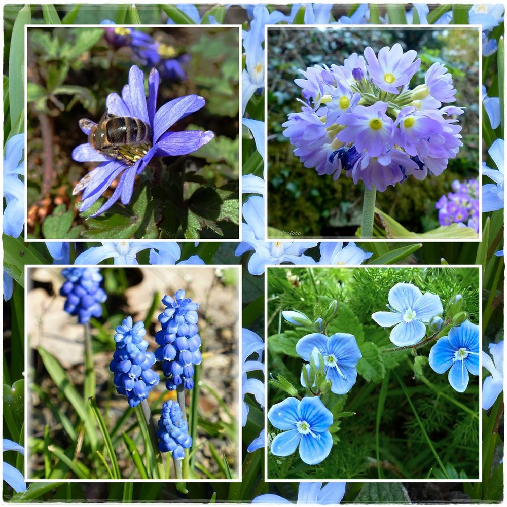 Frühling in blau Foto & Bild pflanzen, pilze & flechten, blüten
