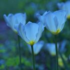 Frühling in Blau