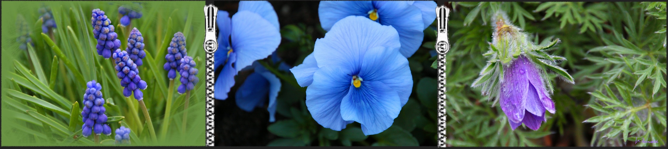 Frühling in blau