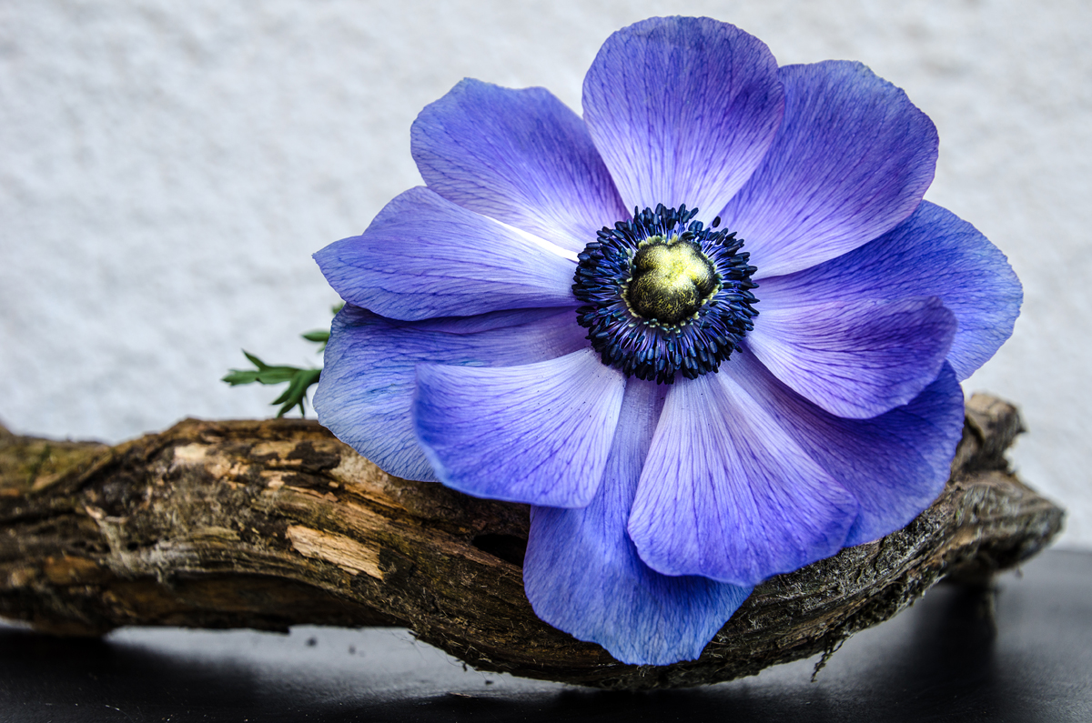 Frühling in Blau