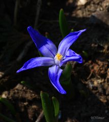 Frühling in Blau