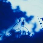 *Frühling in blau*