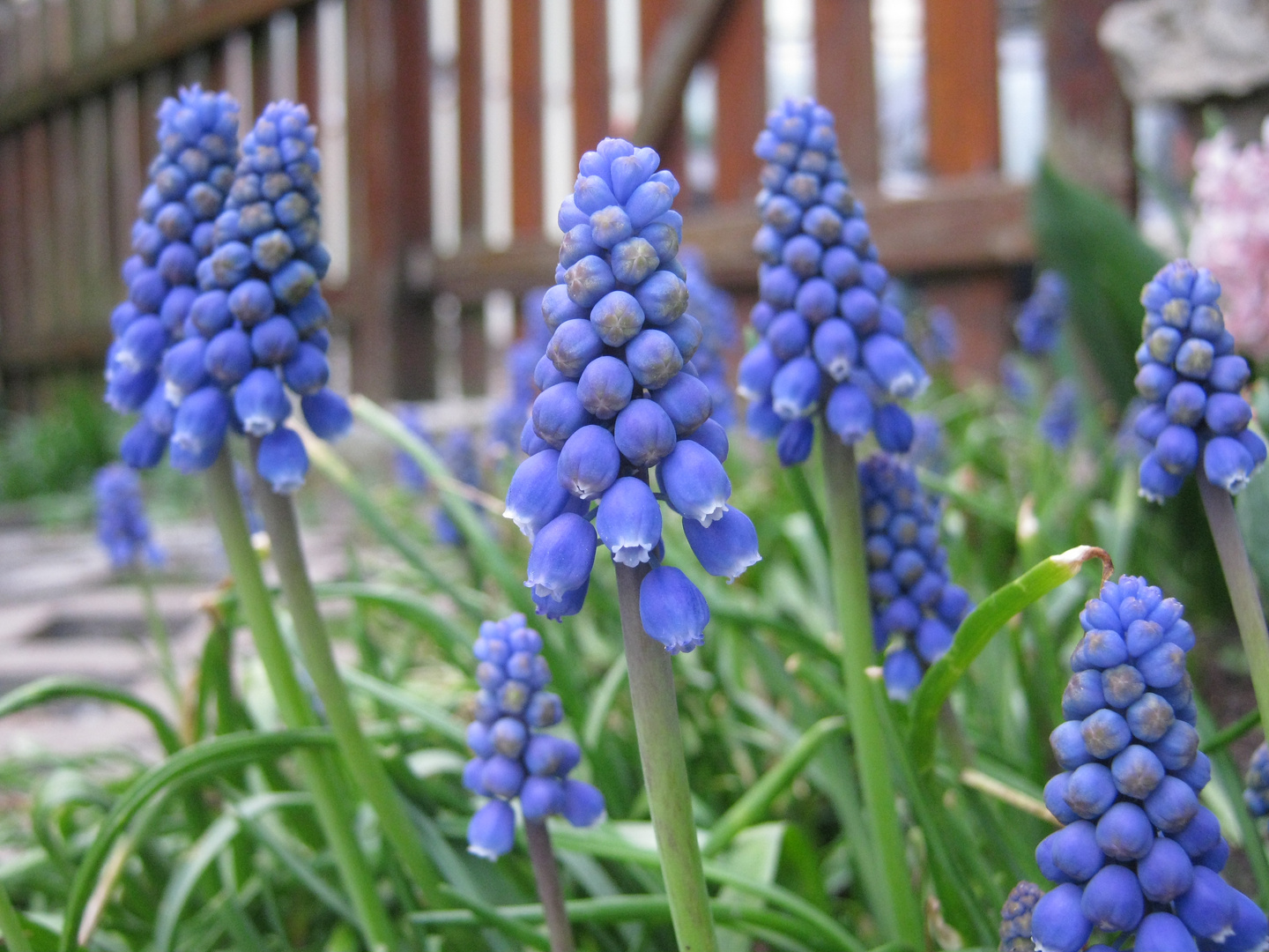 Frühling in blau