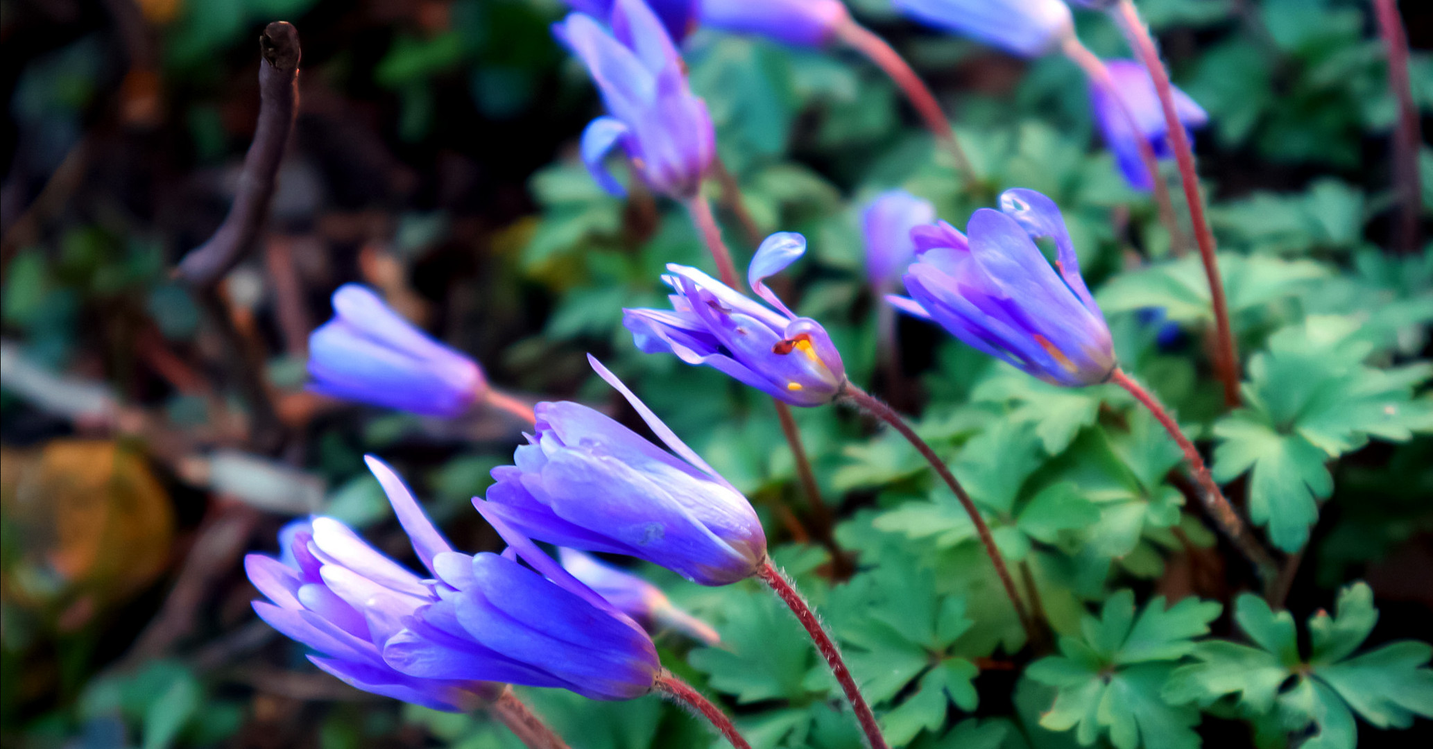 Frühling in Blau