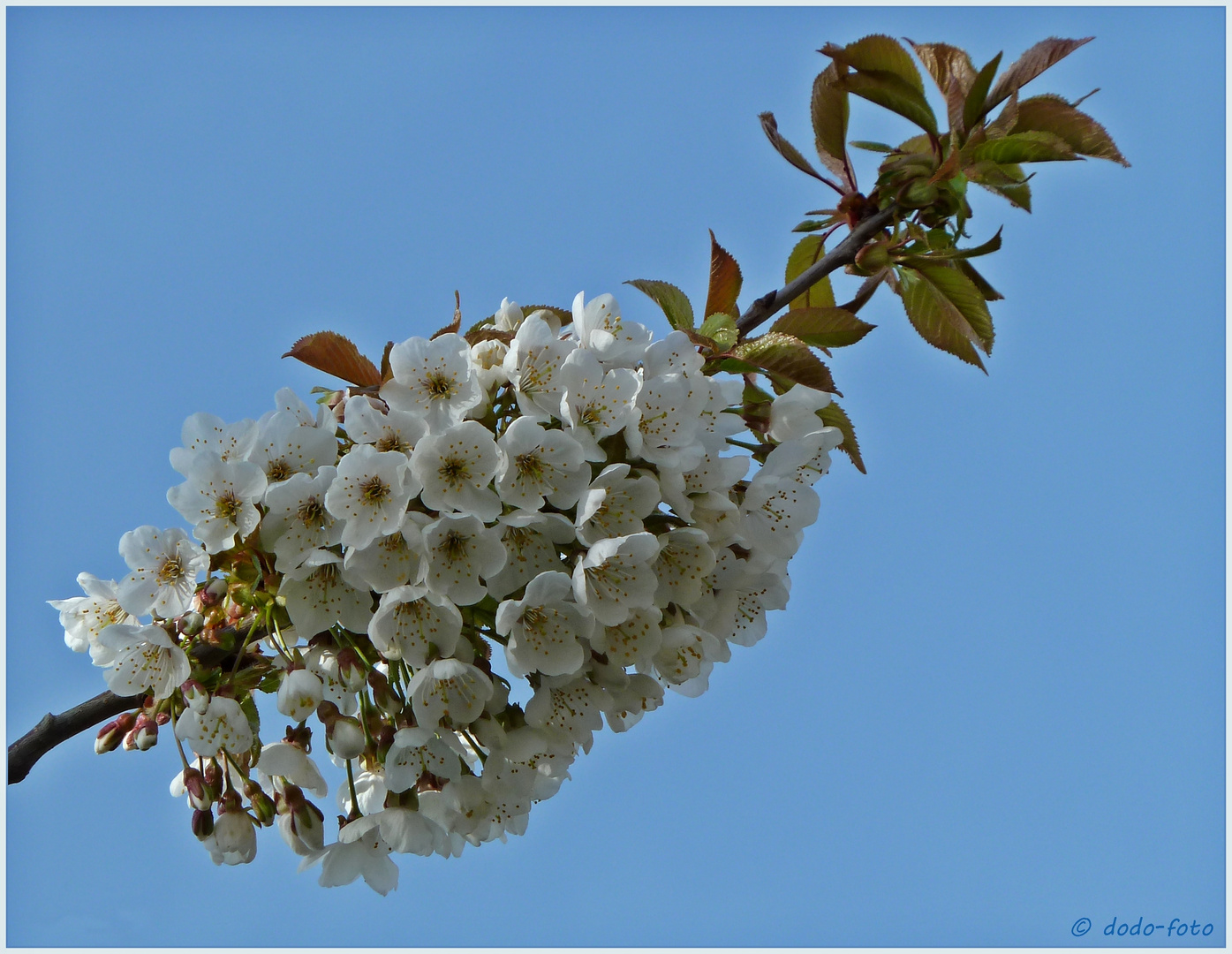 Frühling in blau & weiß