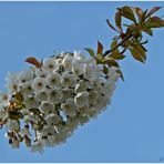 Frühling in blau & weiß