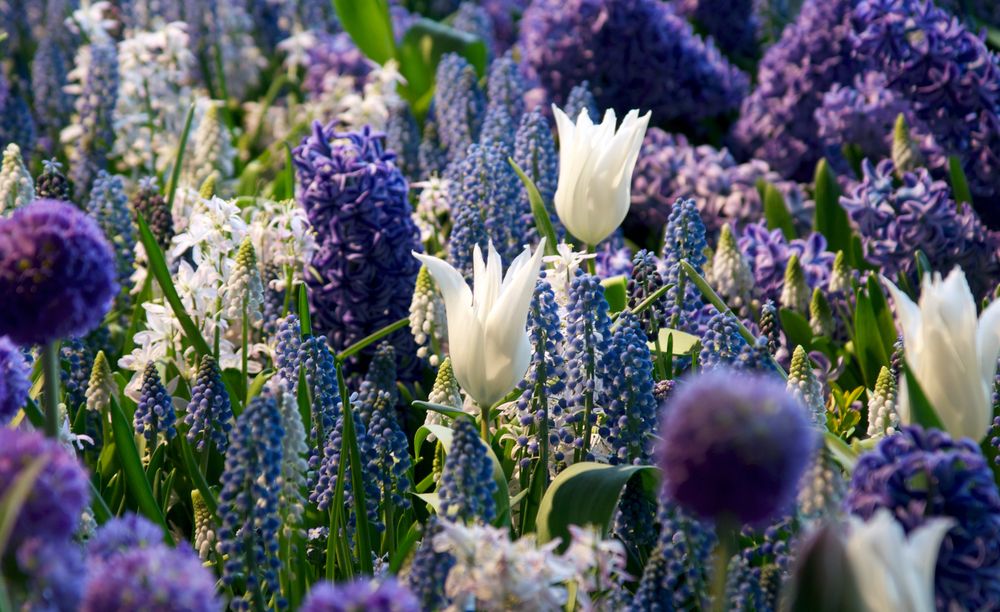 Frühling in Blau-Weiß