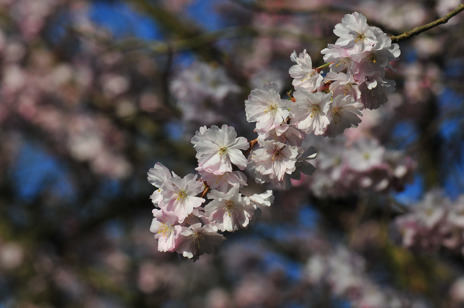 Frühling in bleu und rosé...