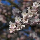 Frühling in bleu und rosé...