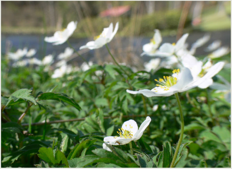 Frühling in Böhmen