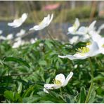 Frühling in Böhmen