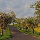 Frühling in Böhmen beim Vrsetin der sich weiter links befindet