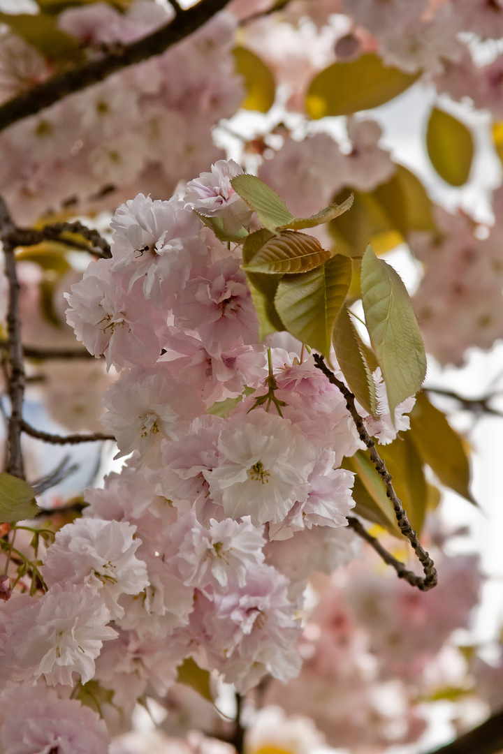 Frühling in Bonn