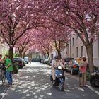 Frühling in Bonn