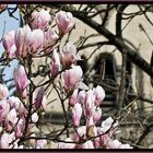 Frühling in Bonn