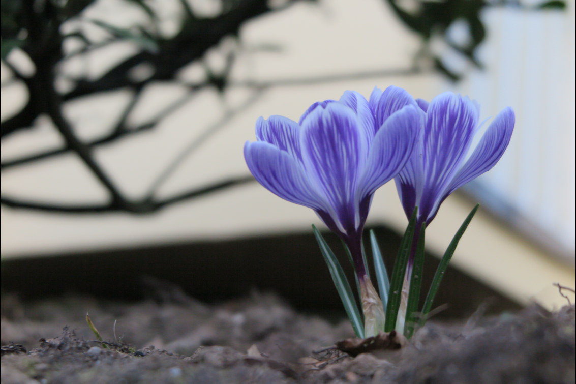 Frühling in Bonn