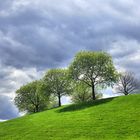 Frühling in Bonn