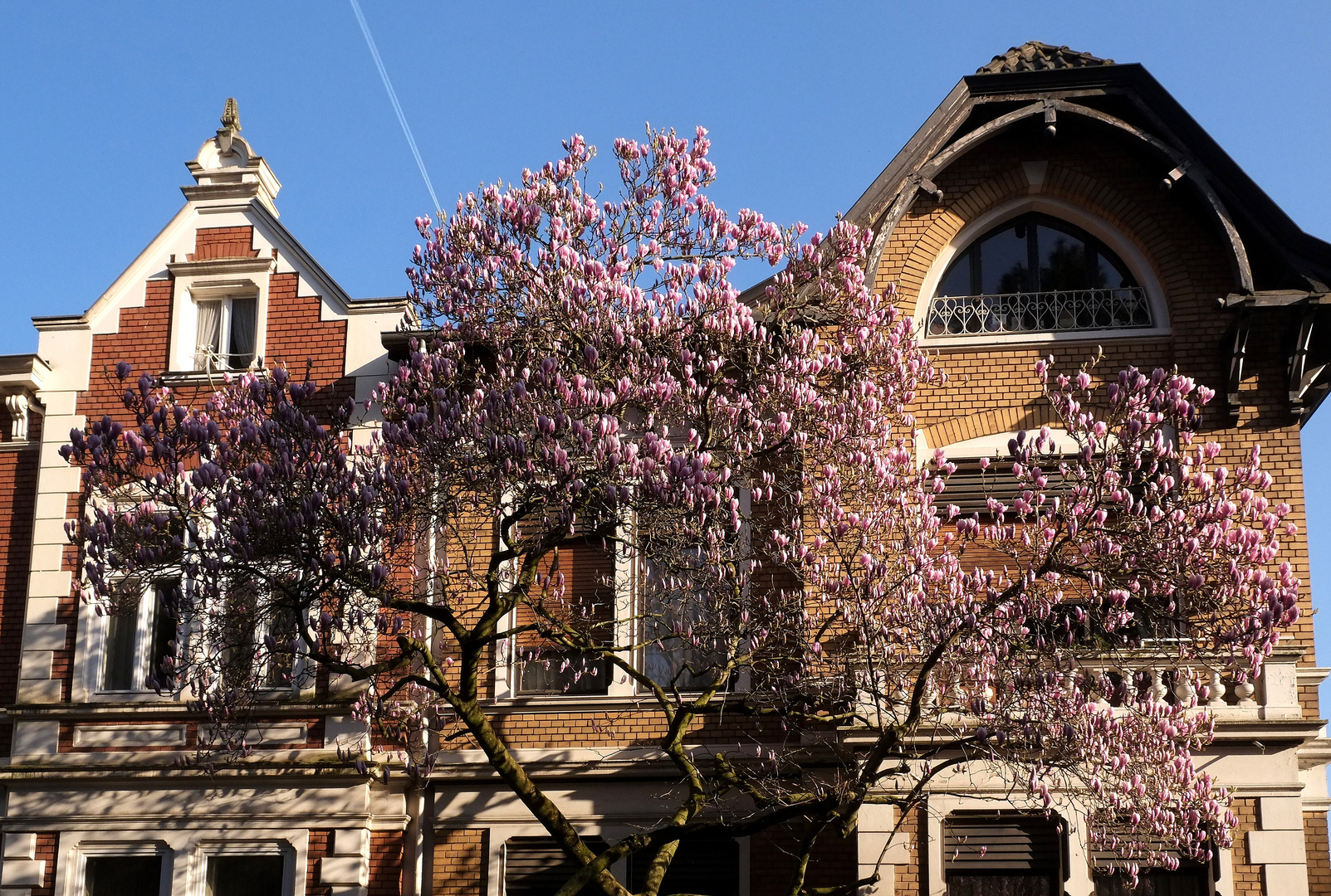 Frühling in Bonn