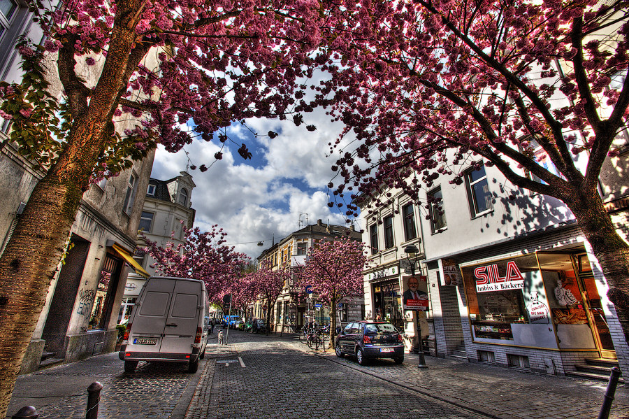 Frühling in Bonn II