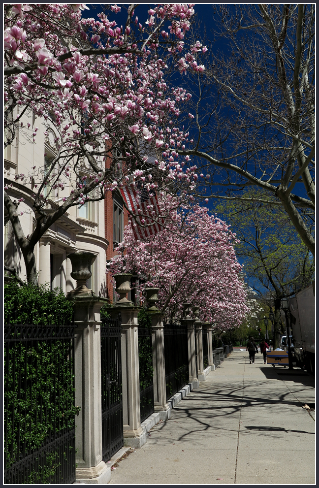 Frühling in Boston - Commonwealth Av.