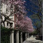 Frühling in Boston - Commonwealth Av.