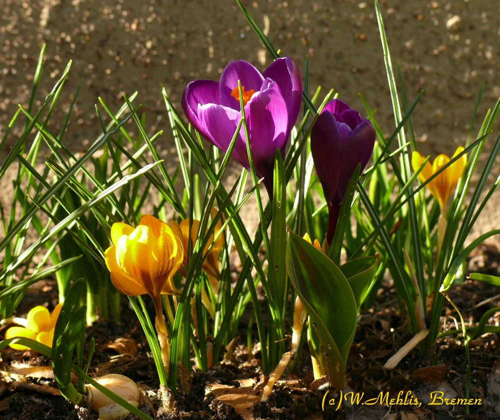 Frühling in Bremen