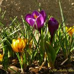 Frühling in Bremen