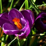 Frühling in Bremen II