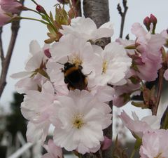 Frühling in Bruchsal