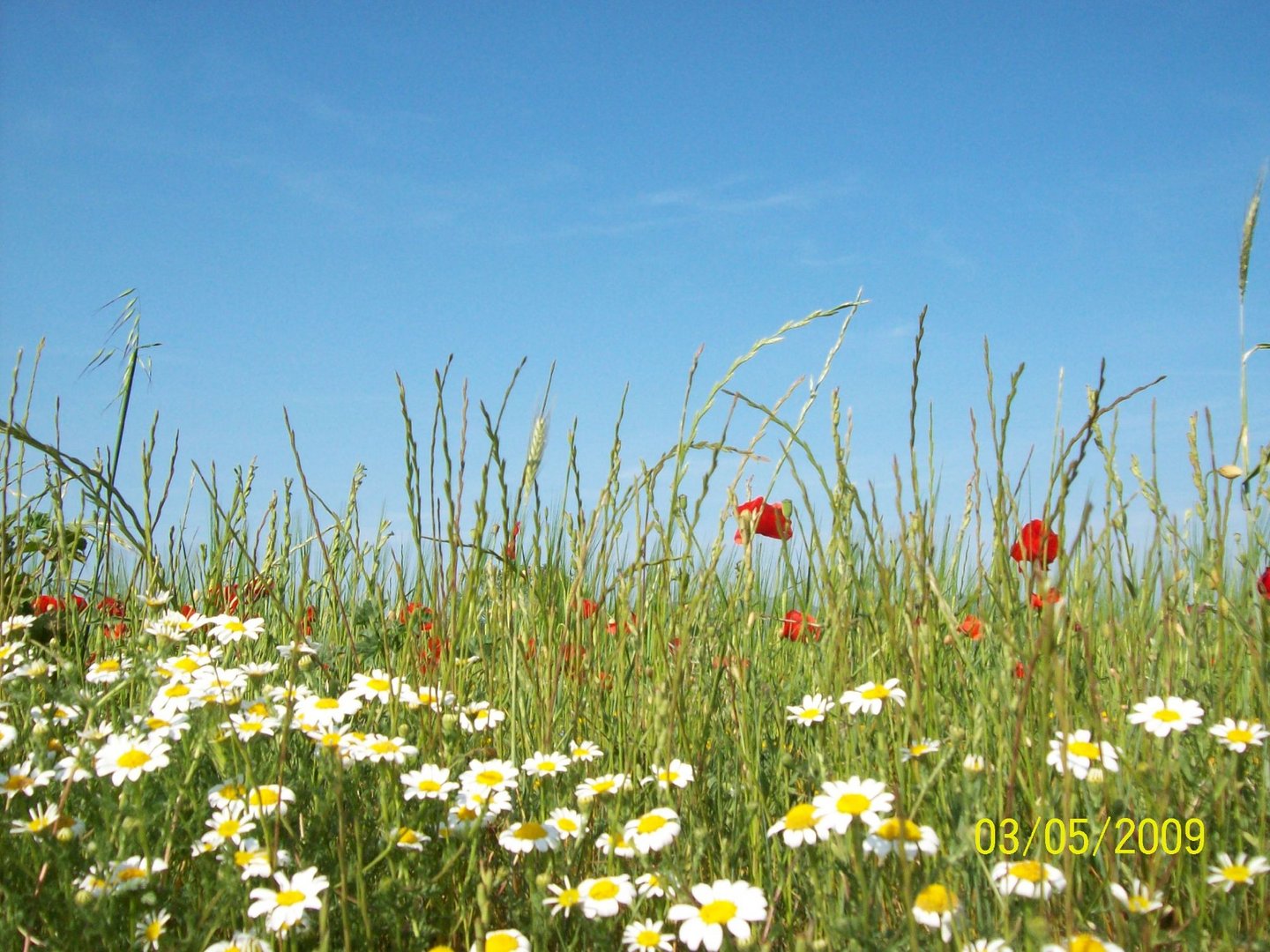 Frühling in Castello de Empuries