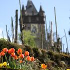 Frühling in Cochem