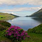 Frühling in Connemara