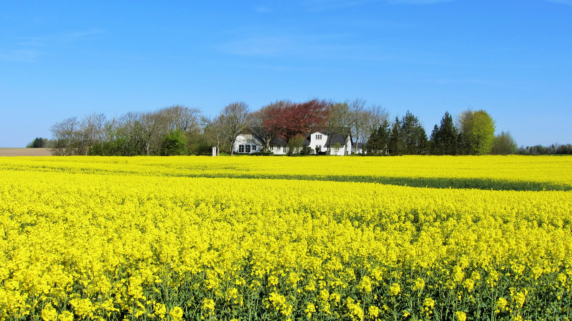 Frühling in Dänemark