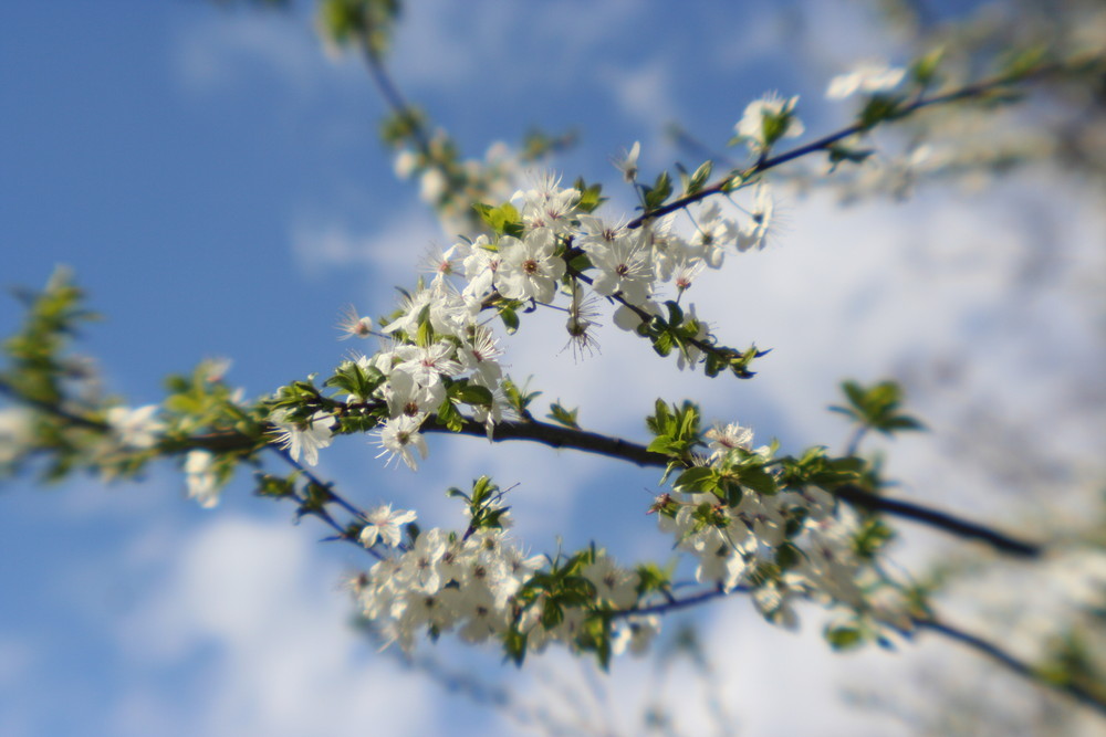 Frühling in Darmstadt