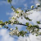 Frühling in Darmstadt