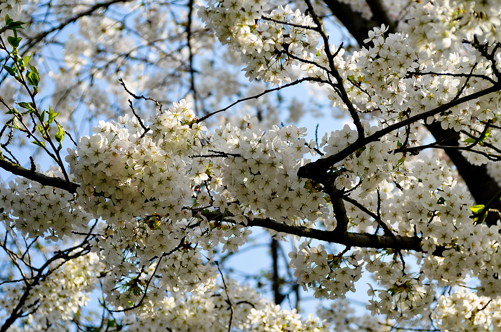 Frühling in DD....