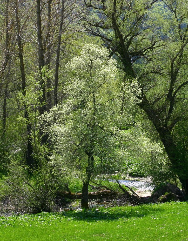 Frühling in den Abruzzen