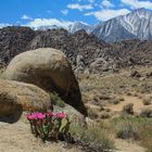 Frühling in den Alabama Hills