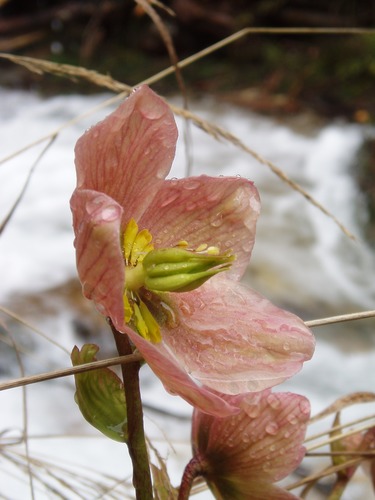 Frühling in den Alpen