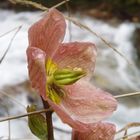 Frühling in den Alpen