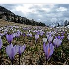 Frühling in den Bergen