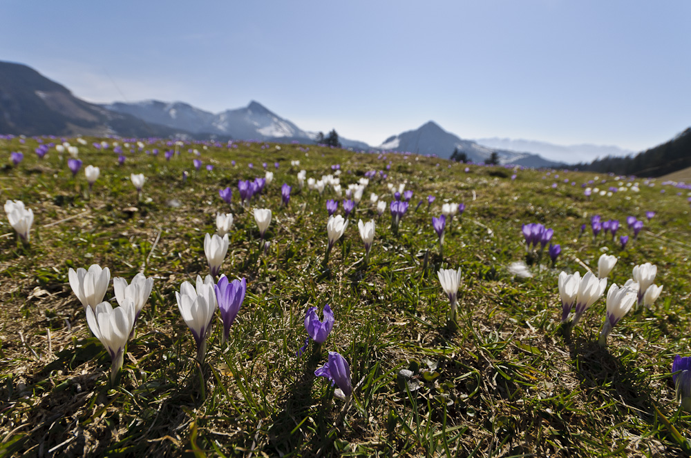 Frühling in den Bergen