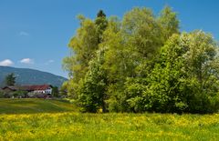 Frühling in den Bergen (3)