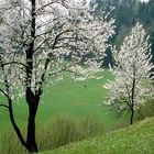 Frühling in den Bergen