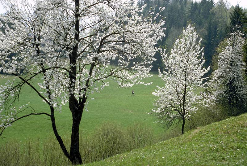 Frühling in den Bergen