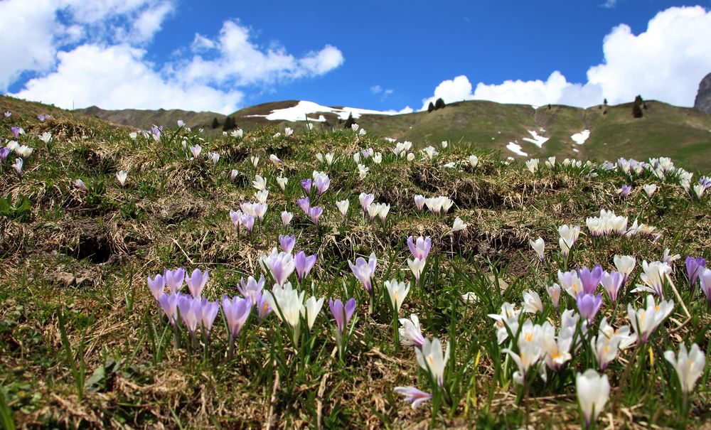 Frühling in den Bergen